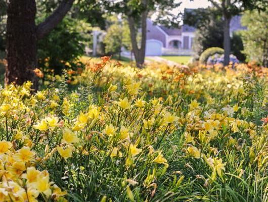 Sustainable garden of daylilies 